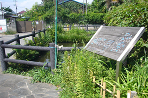 葛飾湧水群の一つ「葛飾神社の池」